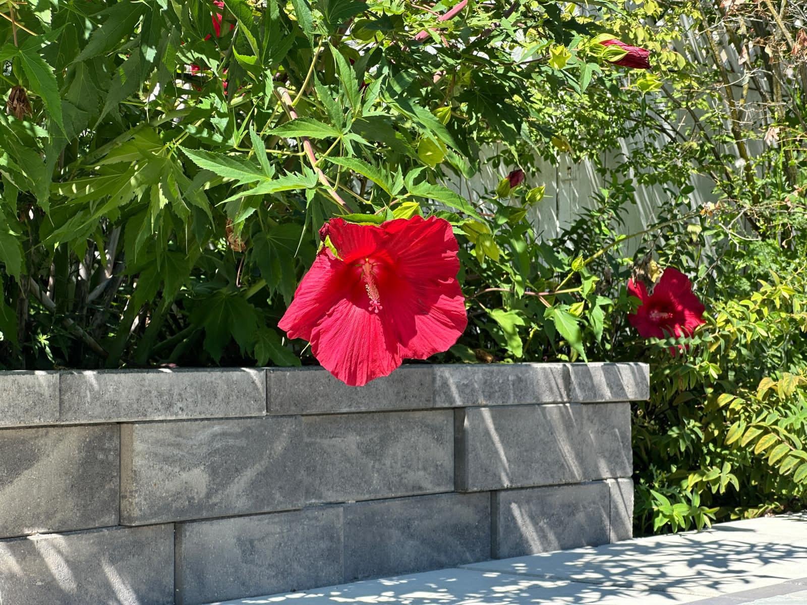Landscaping Garden